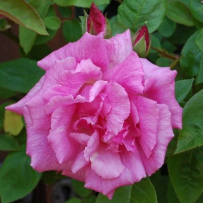 Climbing Rose Zephirine Droughin